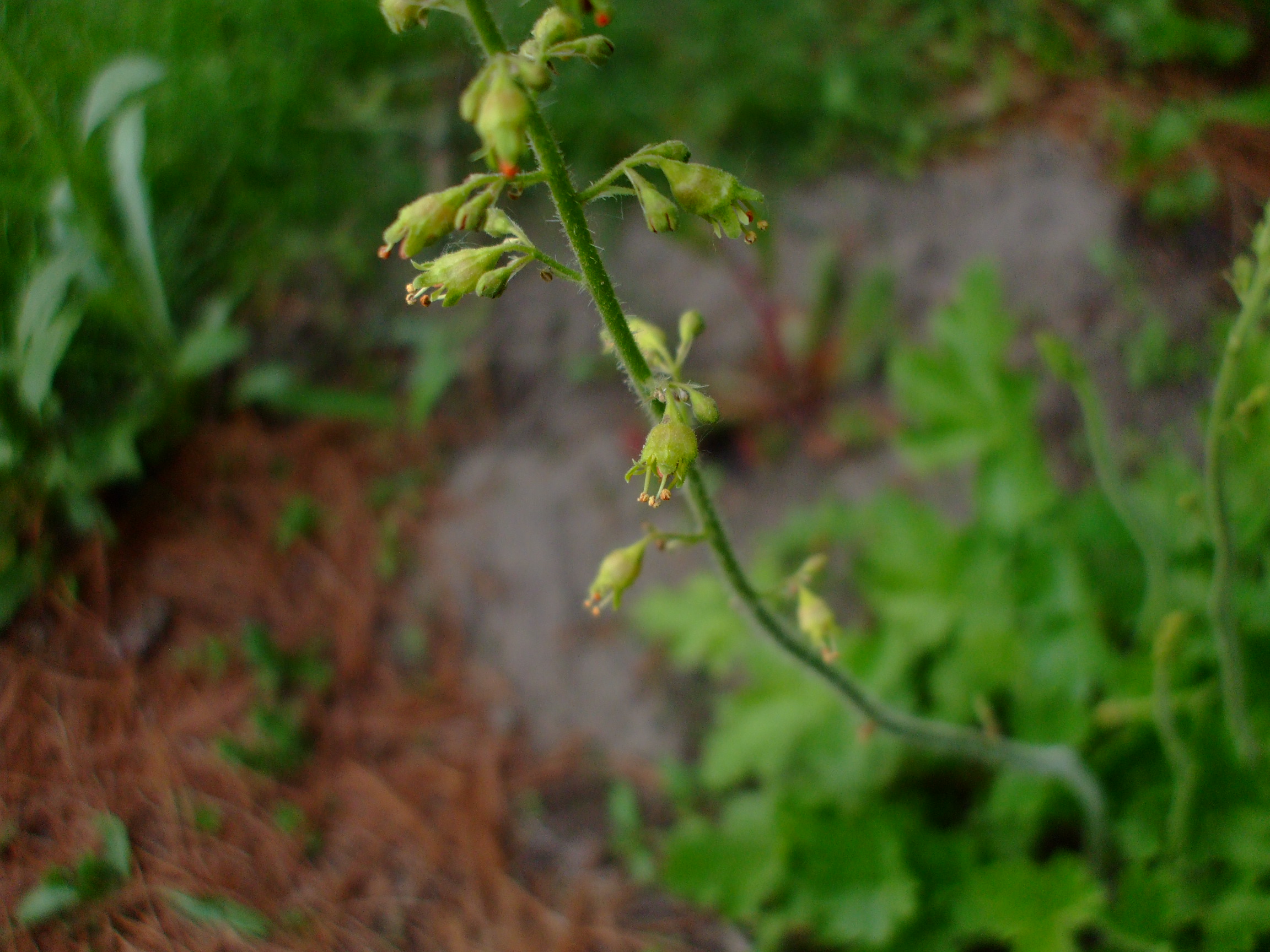 Heuchera richardsonii